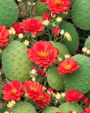 Cactus Flowers 44