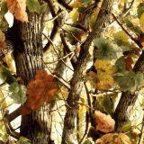 China Tree Camouflage 51