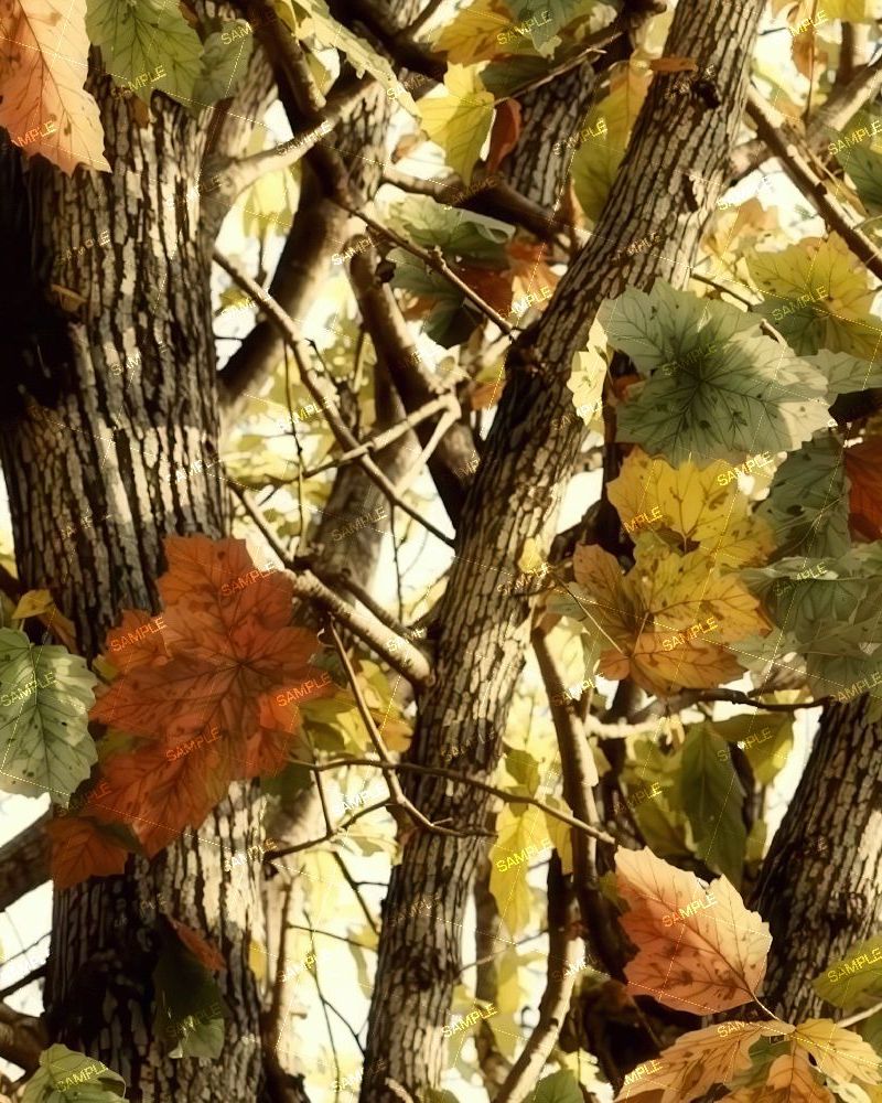 China Tree Camouflage 51