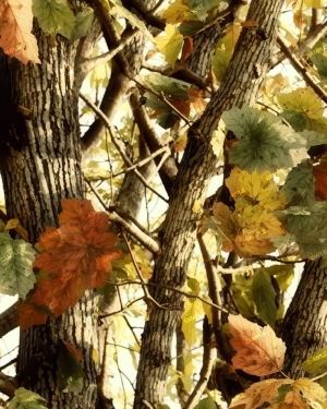 China Tree Camouflage 51