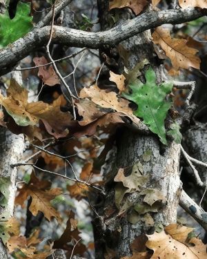 China Tree Camouflage 52