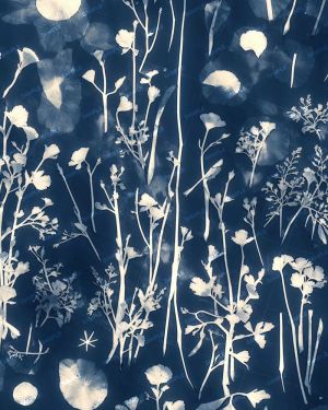 Cyanotype 44
