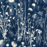 Cyanotype-44.jpg