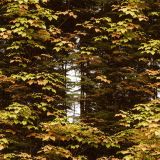 Deep Forest Camouflage 46