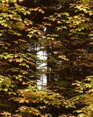 Deep Forest Camouflage 46