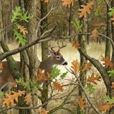 Deer-Field-Camo-45.jpg