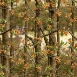 Deer Field Camouflage 46