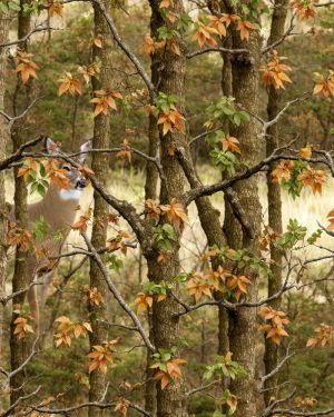 Deer Field Camouflage 46