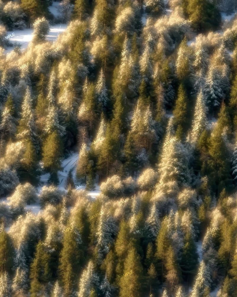 Evergreen Forest First Snow