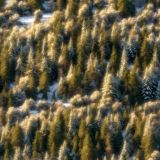 Evergreen-Forest-First-Snow.jpg