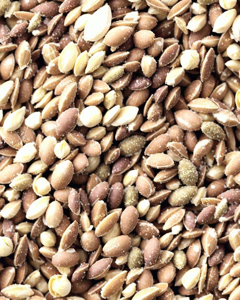 Sativa Kush Marijuana Seeds