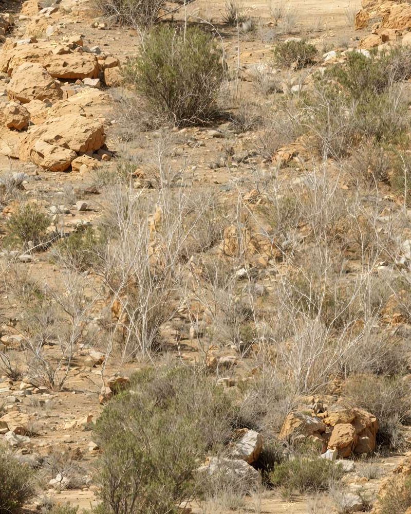 South Texas Camouflage