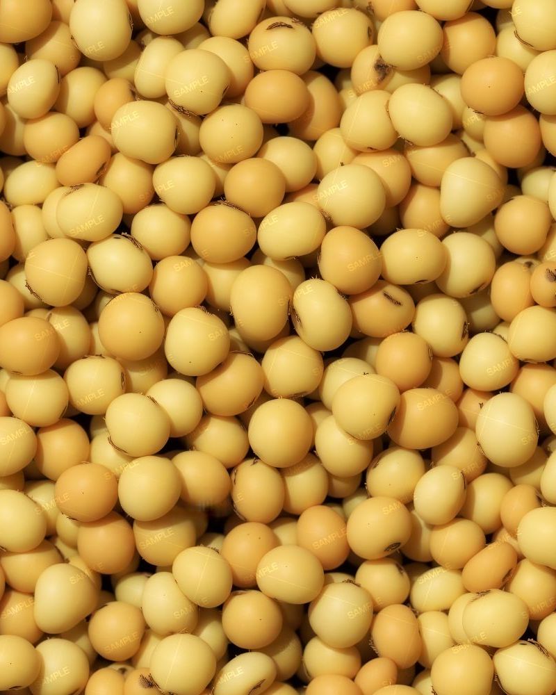 Soybeans 22