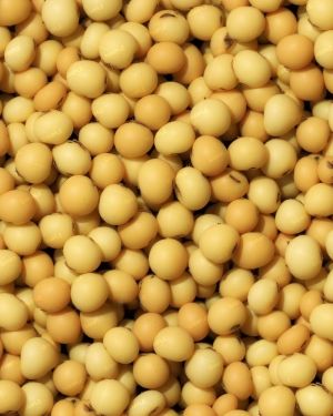 Soybeans 22