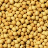 Soybean seeds scattered densely over a surface showcasing their yellow color in a natural setting