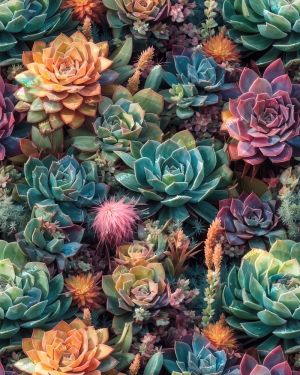 Succulent Garden 49