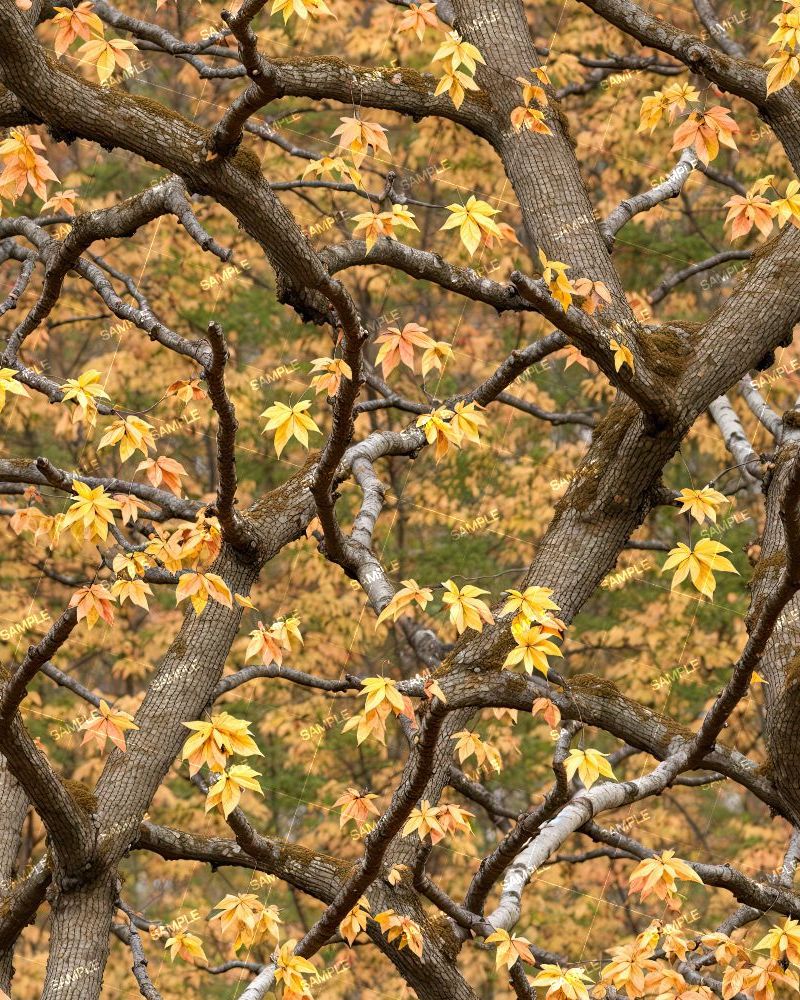 Tactical Camouflage 376