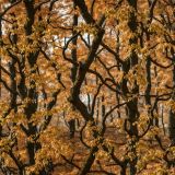 Tactical Camouflage 388