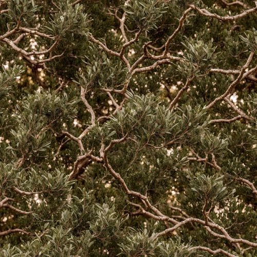 Tactical Olive Branch Camouflage 391