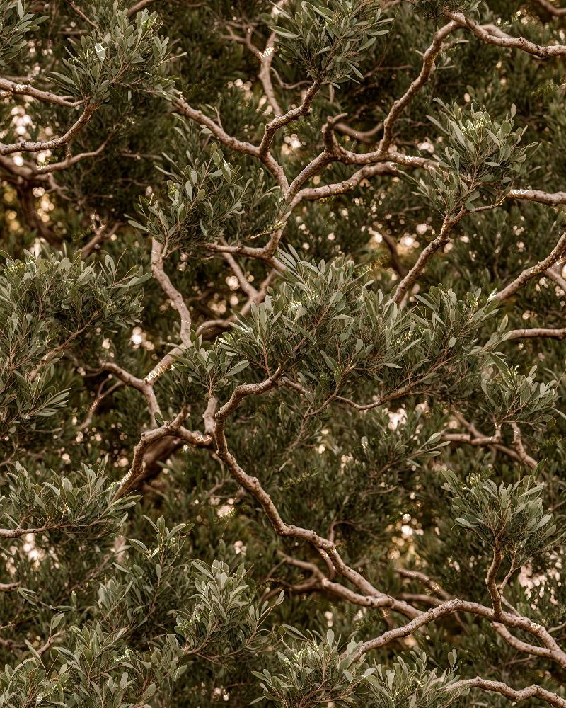 Tactical Olive Branch Camouflage 391