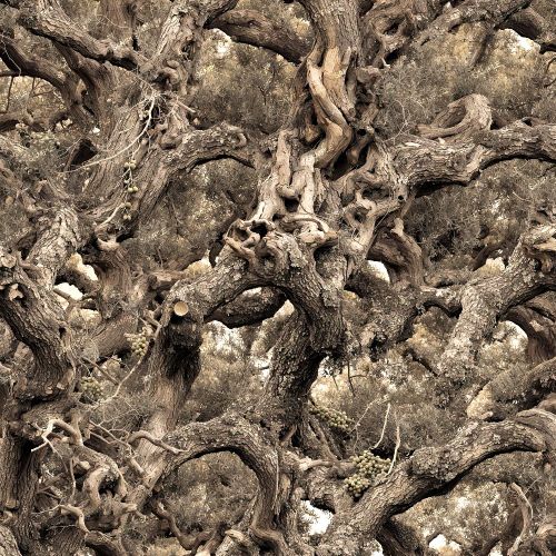 Tactical Olive Tree Camouflage 390