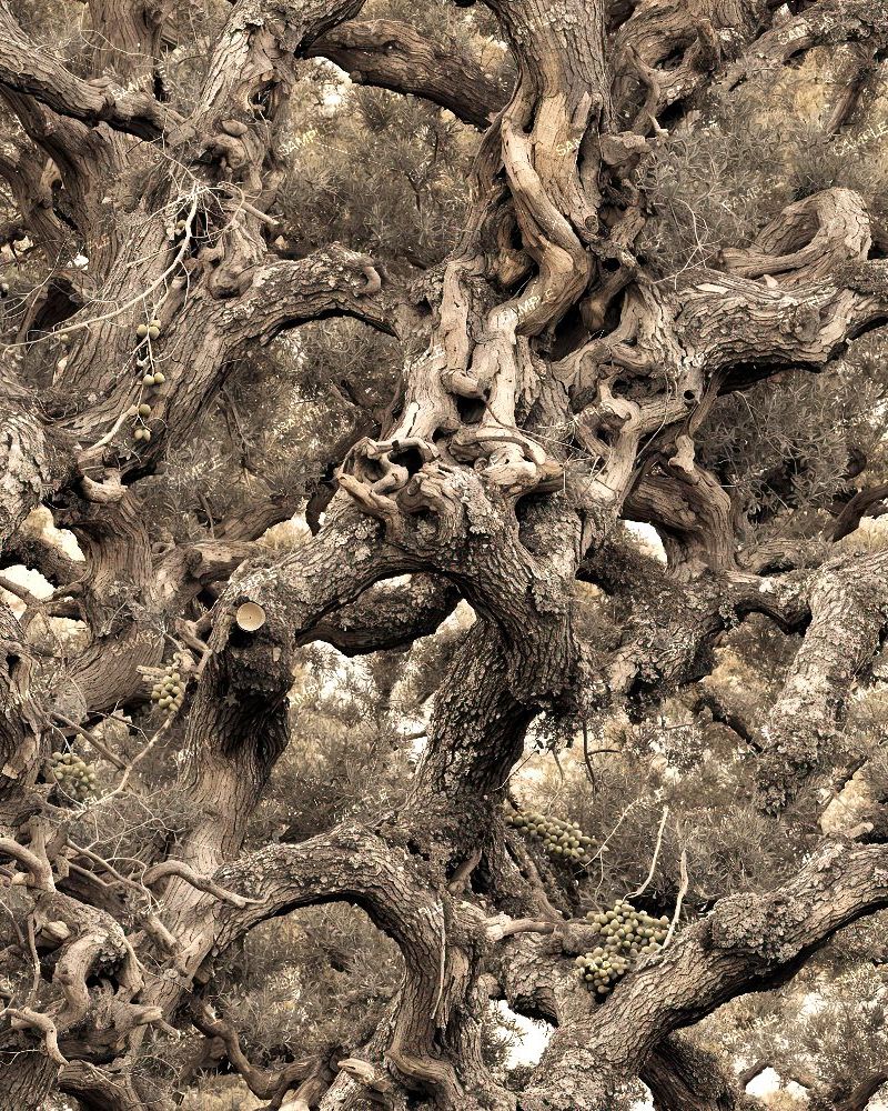 Tactical Olive Tree Camouflage 390