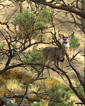 Texas Backcountry Camouflage 49