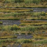 Wetlands Camouflage