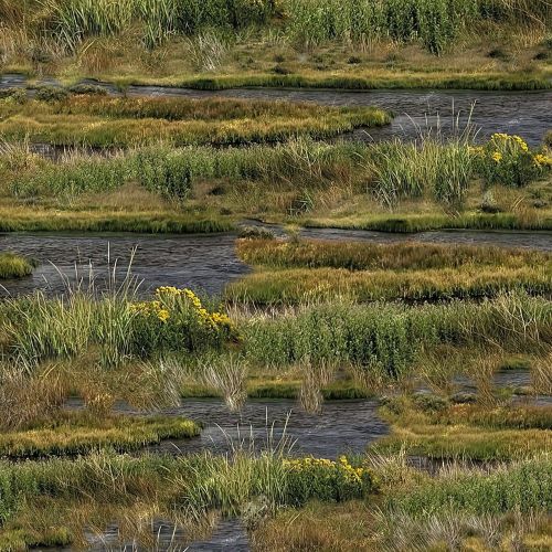 Wetlands Camouflage