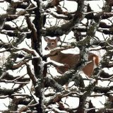 Winter Camouflage Whitetail Deer