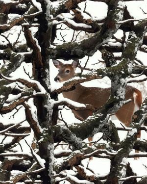 Winter Camouflage Whitetail Deer