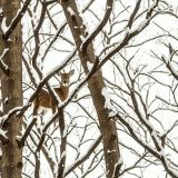 Winter Hunting Camouflage 42