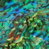 Abalone-31