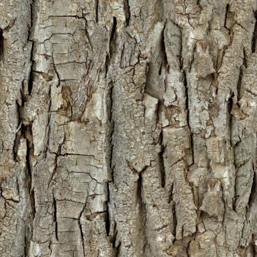 Aged Bark