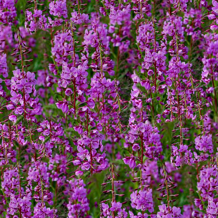 Alaskan Fireweed 22
