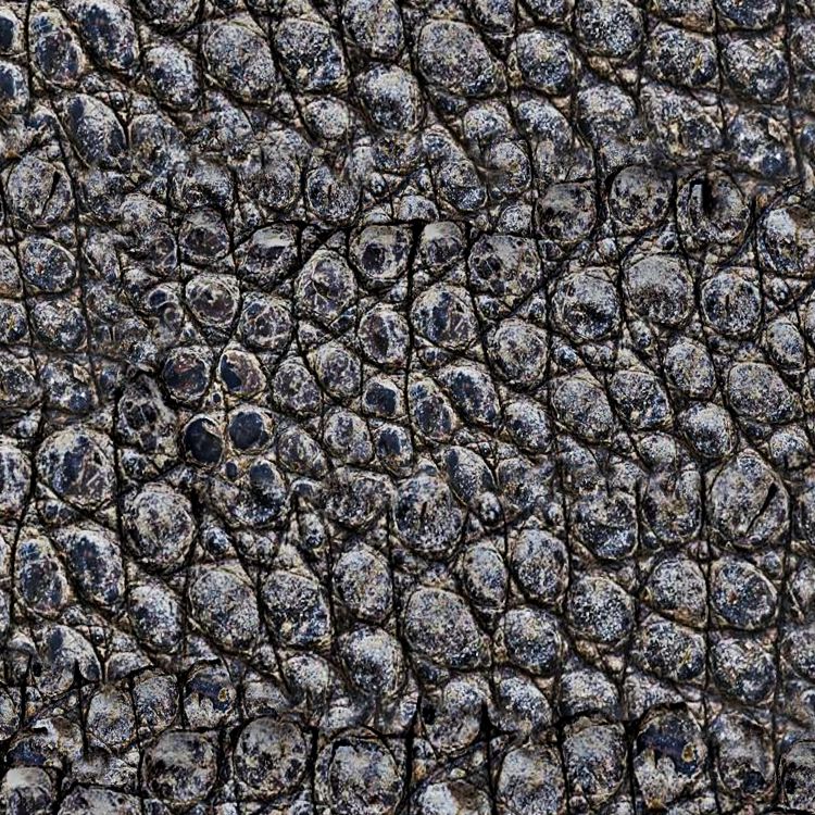 Alligator Skin 23