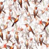 Allens-Hummingbirds