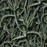 Aloe-Vera-Patch-thumb