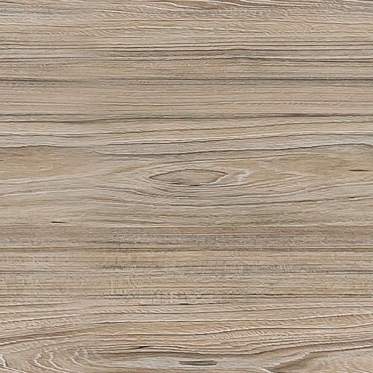American Elm