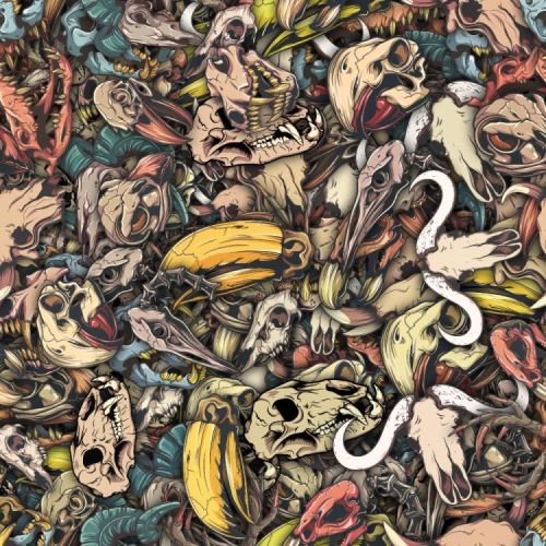 Animal Skulls 22