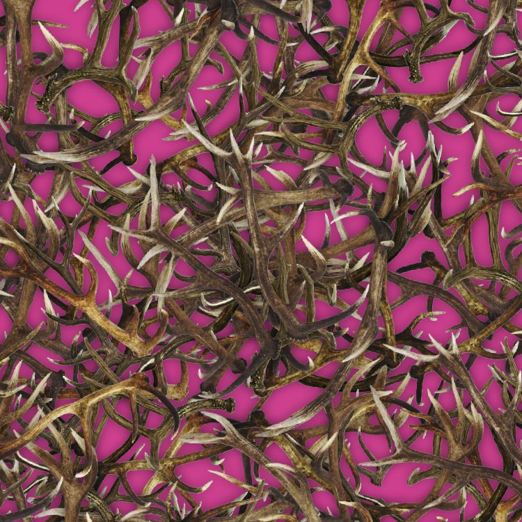 Antlers 23 Pink