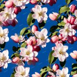 Apple-Blossoms-23