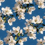 Apple-Blossoms-24