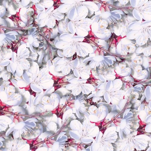 Apricot Blossoms