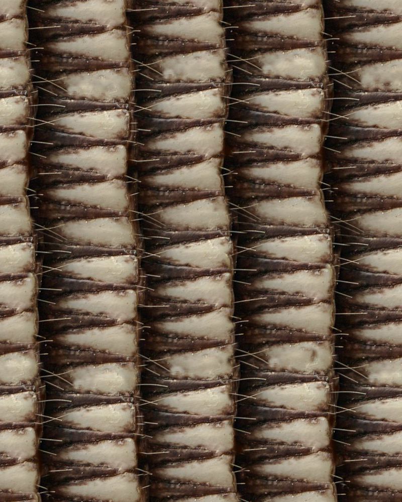 Armadillo Hide 23