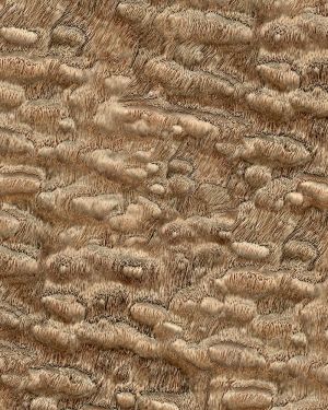 Ash Burl 42