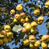 Asian-Pear-Tree