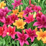 Asiatic-Lilies