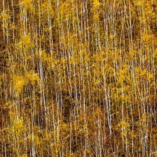 Autumn Birch Forest