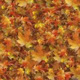 Autum-Leaves-29.jpg